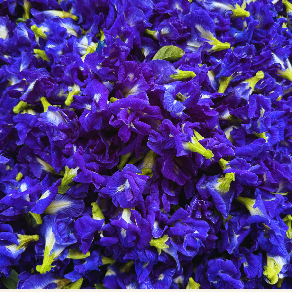 Lemon Grass & Blue Pea Flower