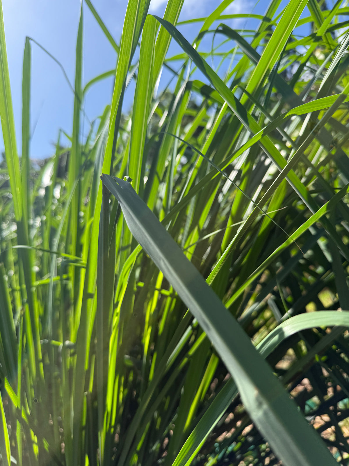 Lemon Grass & Blue Pea Flower