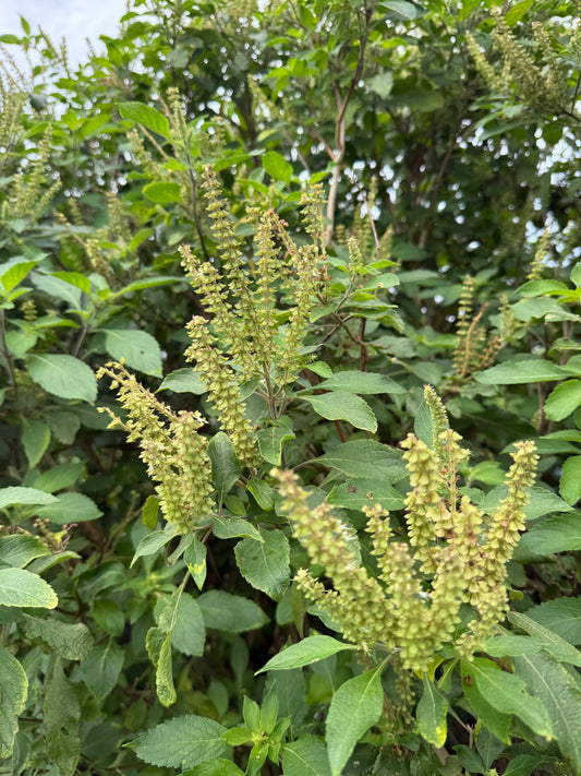 Lemon Balm & Vana Tulsi