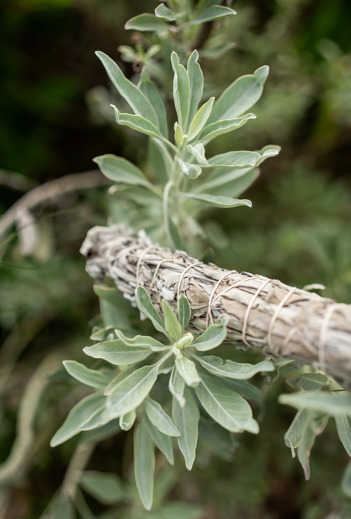 White Sage Bundle