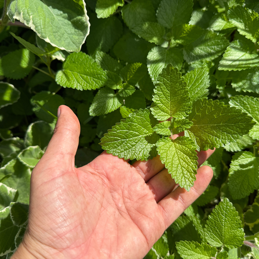 Lemon Balm & Vana Tulsi